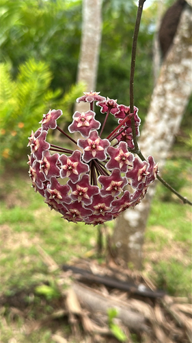 Hoya pubicalyx Merr. 3