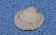 Antigona persimilis
