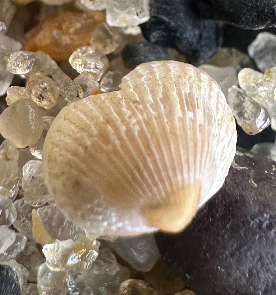 oval cockle