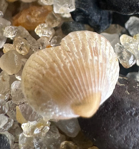 oval cockle