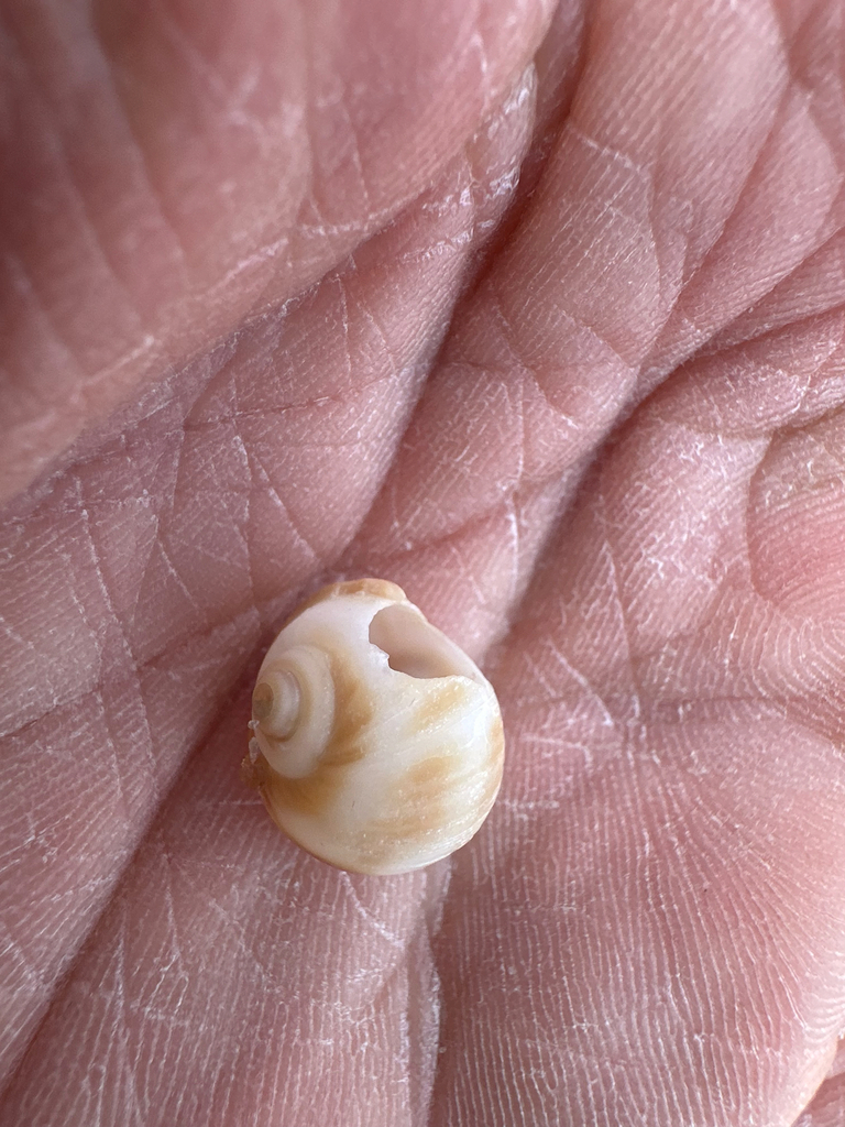 spotted moonsnail