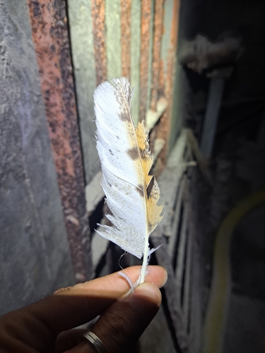 View observation of {o.common_name} on iNaturalist