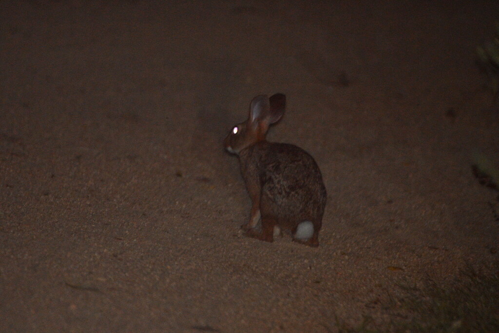 Sylvilagus cunicularius insolitus