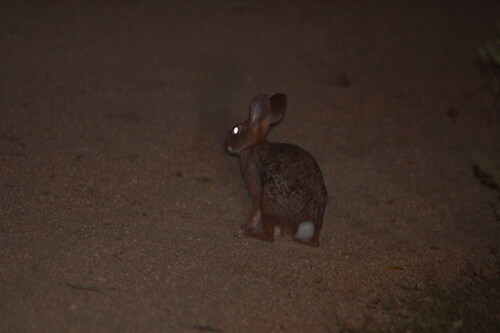 Sylvilagus cunicularius insolitus