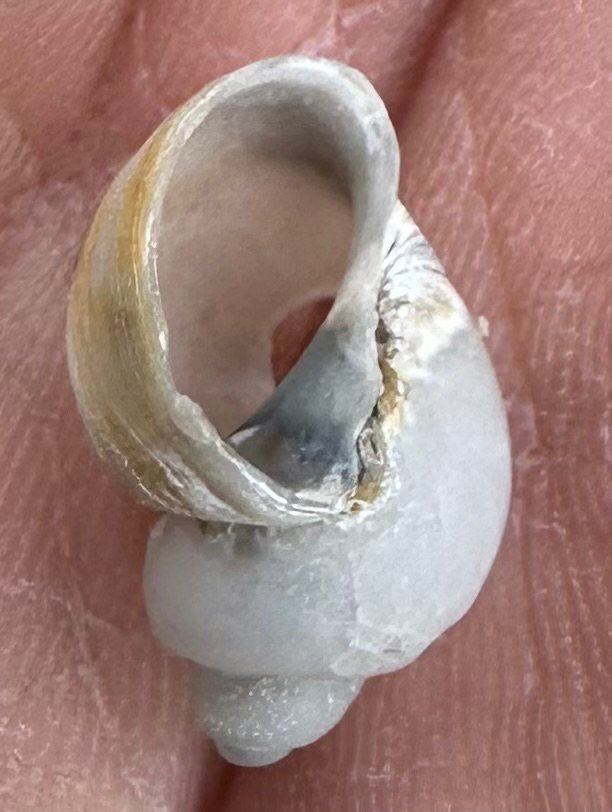 Iceland moonsnail