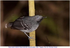 Hypocnemoides maculicauda