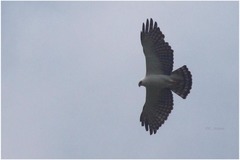 Spizaetus melanoleucus