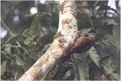 Xiphorhynchus guttatus