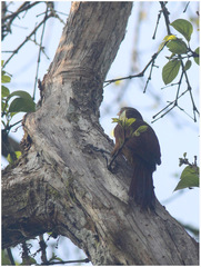 Dendrexetastes rufigula