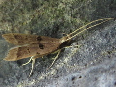 Deltoplastis apostatis