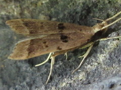 Deltoplastis apostatis