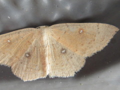 Cyclophora albipunctata
