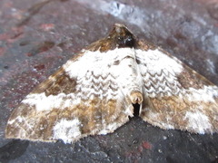 Melanthia procellata