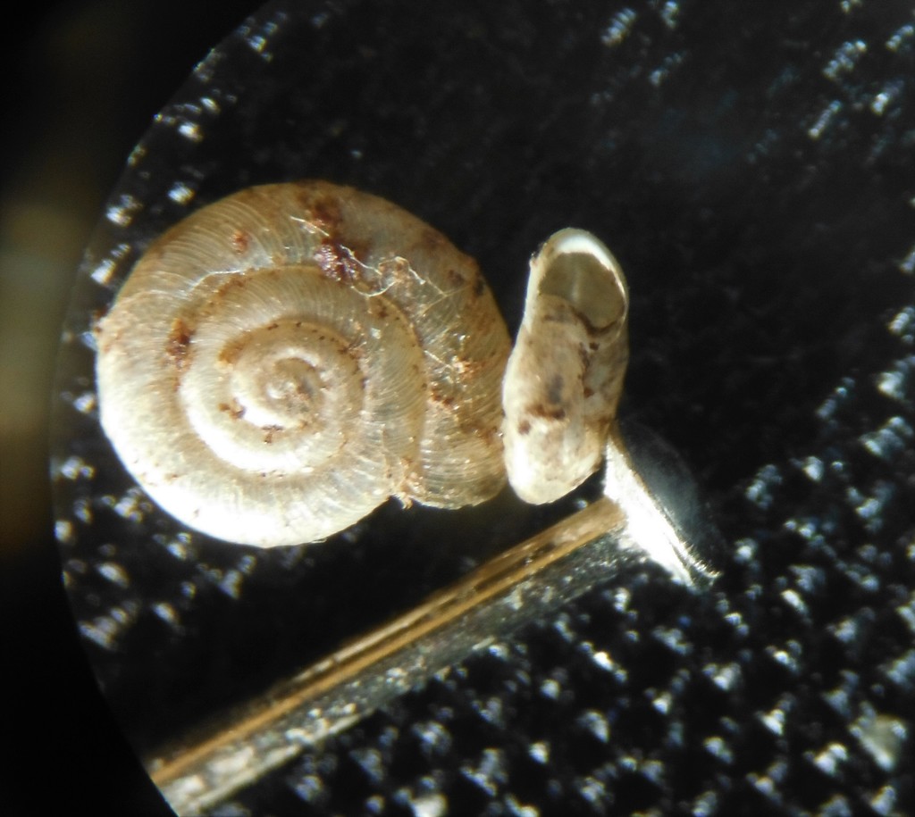 Dull Gloss Snail