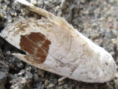 Sphragifera sigillata