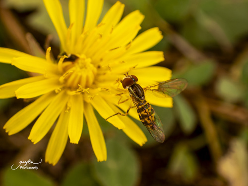 Unknown species found near Tremont Lodge, Townsend, Blount County, TN, USA