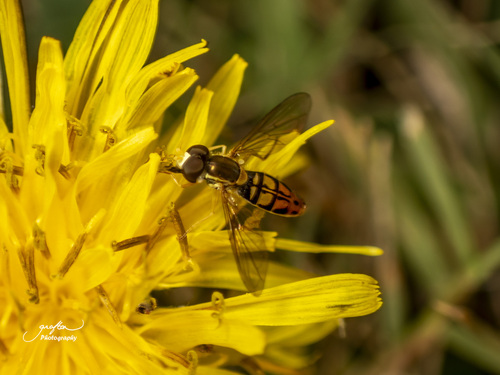 Unknown species found near Tremont Lodge, Townsend, Blount County, TN, USA