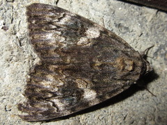 Catocala doerriesi