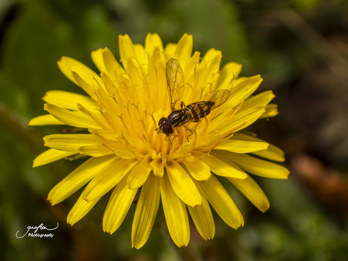 Unknown species found near Tremont Lodge, Townsend, Blount County, TN, USA