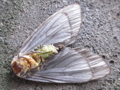 Macrobrochis staudingeri