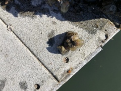 Molgula manhattensis