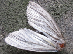 Macrobrochis staudingeri