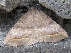 Blasticorhinus ussuriensis