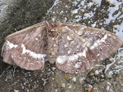 Metopta rectifasciata