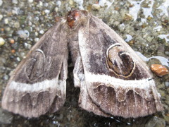 Metopta rectifasciata