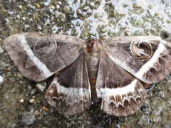 Metopta rectifasciata