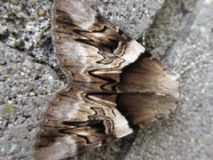 Catocala fulminea
