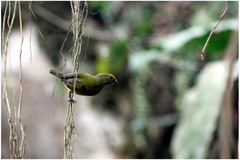 Euphonia xanthogaster