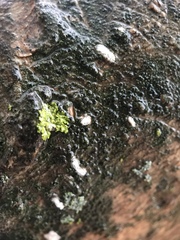 Physcia