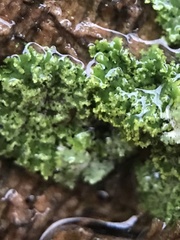 Physcia