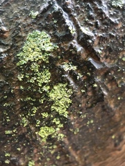 Physcia