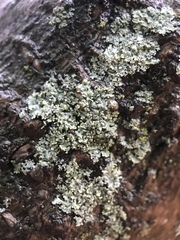 Physcia