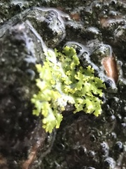 Physcia