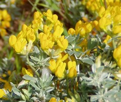 Medicago marina