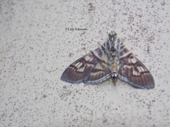 Arthromastix lauralis