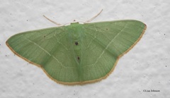 Nemoria rectilinea