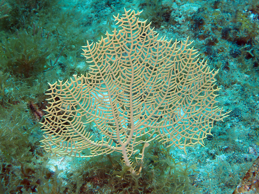 Wide-mesh Sea Fan