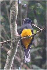 Trogon ramonianus