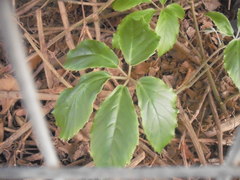 Tetrastigma voinierianum