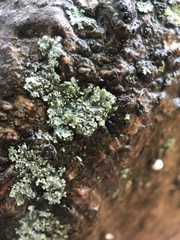 Physcia