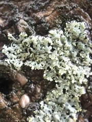Physcia