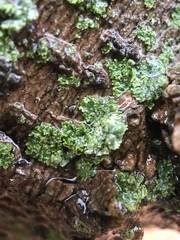 Physcia