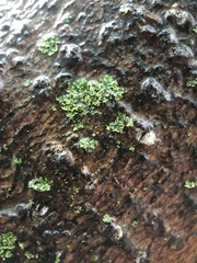 Physcia