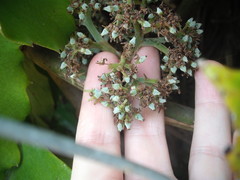 Tetrastigma voinierianum