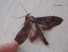 Nystalea superciliosa