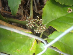 Tetrastigma voinierianum